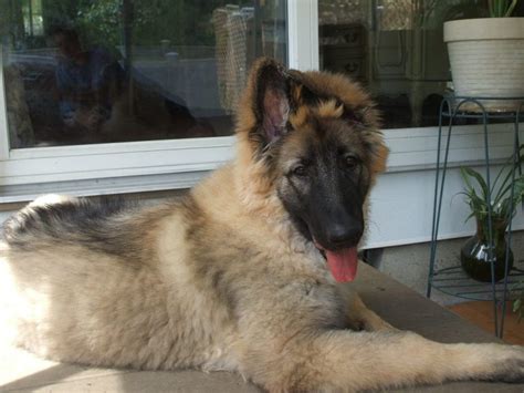 Top 10 Shepherd Dog Breeds All About Dogs