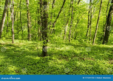 The Mixed Deciduous Forest In The Spring Stock Image Image Of Flowers