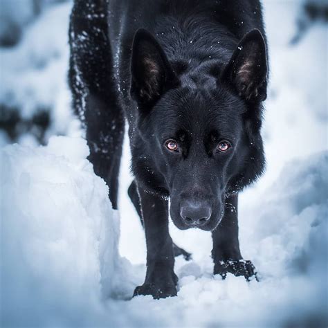 The Ultimate Breed Guide About Black German Shepherd Black German