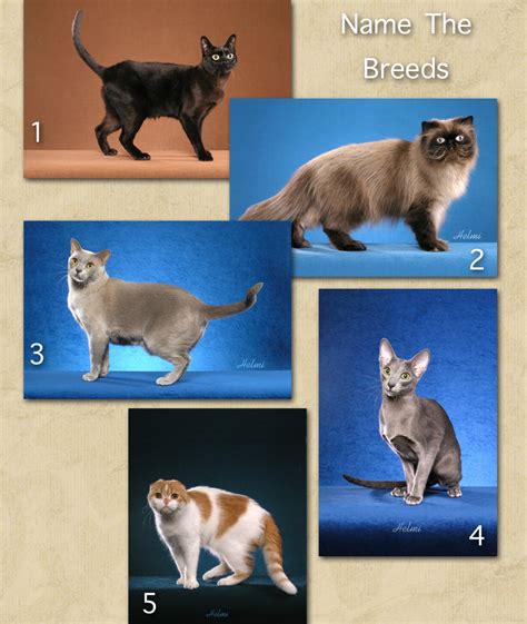 There is the federation internationale feline which recognizes 48 different cat breeds and types of cats and this particular organization uses four categories to group cats into. Name These Five Cat Breeds
