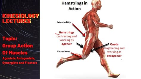 group action of muscles kinesiology agonists antagonists synergists and fixators youtube