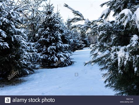Snowy Pine Trees Stock Photo Alamy