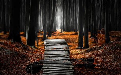 Mist Forest Fall Leaves Path Trees Nature Morning Landscape Wallpaper