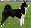 Karelian Bear Dog - Breed Information and Images - K9 Research