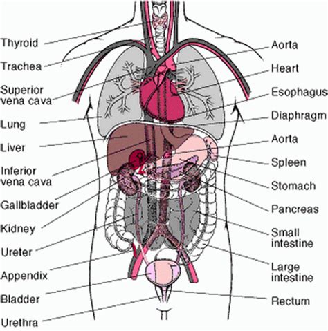 Anatomia Corpului Uman Organe