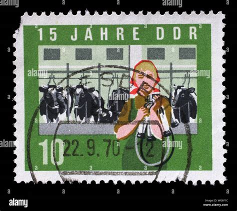 Stamp Issued In Germany Democratic Republic Ddr Shows Milkmaid And Cows Jahre Ddr Circa