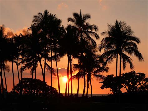 palm tree sunset - Hawaii Pictures