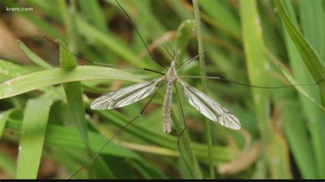 Crane Flies Look Like Mosquitoes But Feast On Your Grass