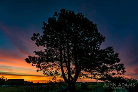 Pine Tree Sunrise John Adams Photograhy