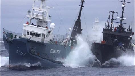 Japanese Whalers Ram Sea Shepherd Vessels