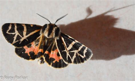 Black Tan Orange Moth Apantesis Ornata Bugguide