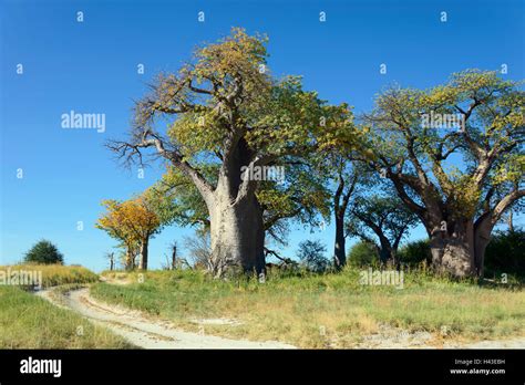 Old Baobab Adansonia Digitata Trees Baines Baobabs Nxai Pan