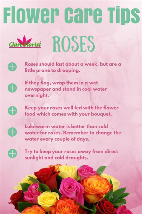 Caring For Your Roses Blog Free Flower Delivery Across The Uk From