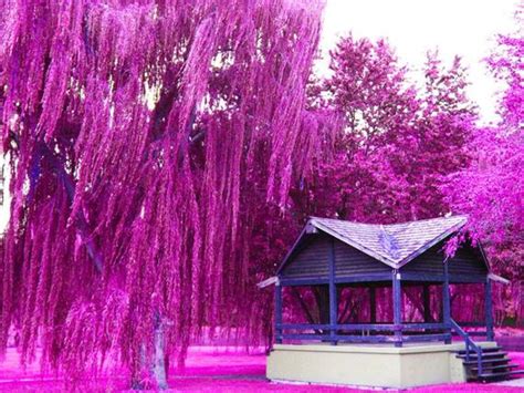 Weeping Willow Tree Landscape Photography By