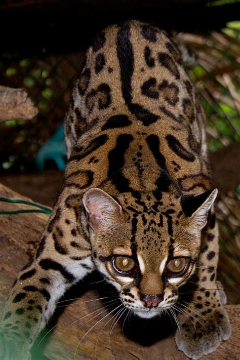 Margay Facts Pictures Video And In Depth Information For Kids And Adults