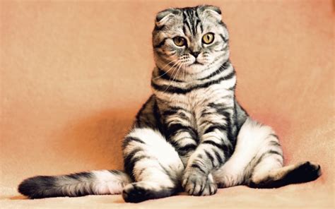 Top 10 Cutest Cat Breeds In The World Pet Territory