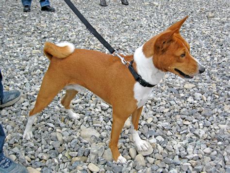 Basenji Breed Information Pet Pupz