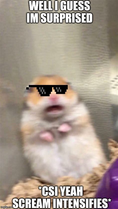 Surprised Hamster Memes Imgflip