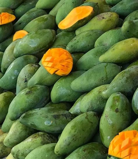 Mangga malibu populer di pertanian berry springs, selatan darwin. Cara Kenal Jenis Jenis Buah Mangga yang Popular dan Laris ...