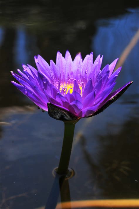 Check spelling or type a new query. Gambar : alam, rumput, mekar, menanam, putih, daun bunga, musim panas, Bunga, lingkungan Hidup ...