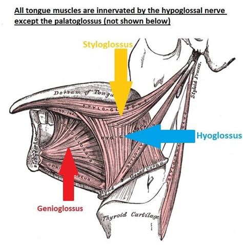 Muscles Of Tongue 11