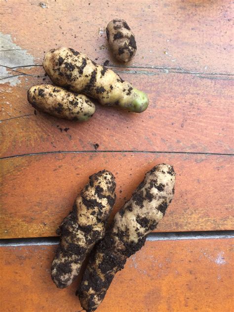 Tlingit Potatoes Continue To Thrive Thanks To Sitka Tribe Forest