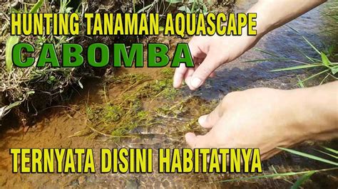 Selanjutnya akan kami jelaskan beberapa hama yang akan muncul dan mungkin menganggu pertumbuhan serta keindahan dari tanaman aquascape anda yang telah anda tanam. HUNTING TANAMAN AQUASCAPE DI SEKITAR KITA PART 3 - YouTube