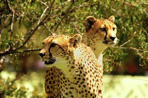 Cheetahs Photograph By Curt Remington Fine Art America