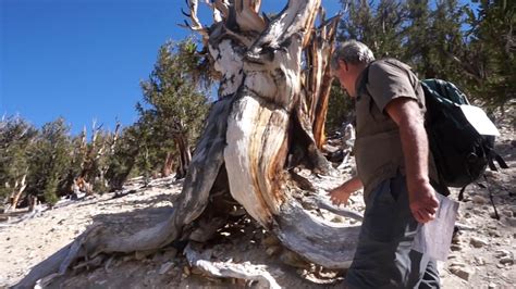 Let's begin our list of the oldest trees in the world! Bristlecone Pines - The oldest tree in the world! - YouTube