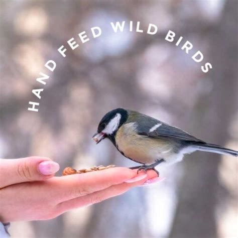 10 Tips For Hand Feeding Wild Birds — Empress Of Dirt Wild Birds