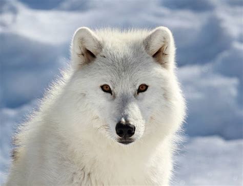 Arctic Wolf Pictures Images And Stock Photos Istock
