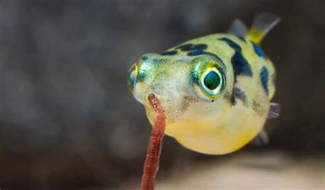 Most Popular Types Of Freshwater Puffer Fish Hygger