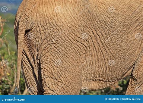 Close Up View Of Wrinkled Textured Elephant Skin Stock Image Image