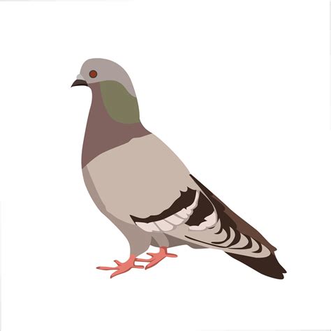 Pigeon Vector Art Icons And Graphics For Free Download