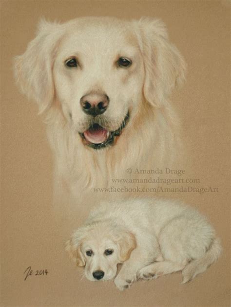 Cassie By Amandadrage On Deviantart Pet Portraits Animal Art Dog