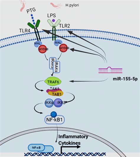 a schematic depiction of mir 155 5p s interaction with toll like download scientific diagram