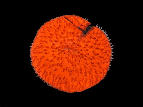 L Orange Fungi Wysiwyg Corals Kingdom