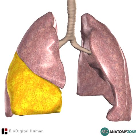 Middle Lobe Of Right Lung • Respiratory • Anatomyzone