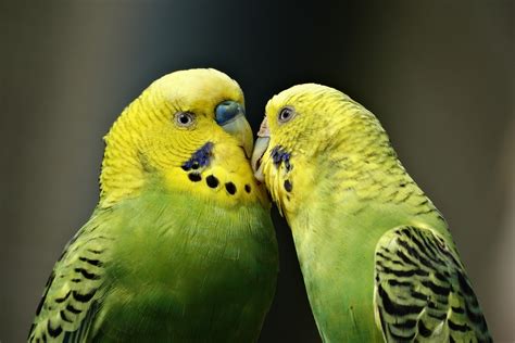 Free Images Bird Wing Sweet Wildlife Love Green Beak Kiss
