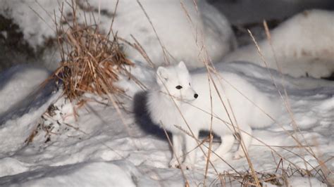 Arctic Fox Flickr