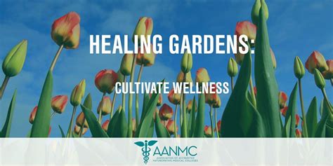 Using Healing Gardens To Cultivate Wellness Aanmc
