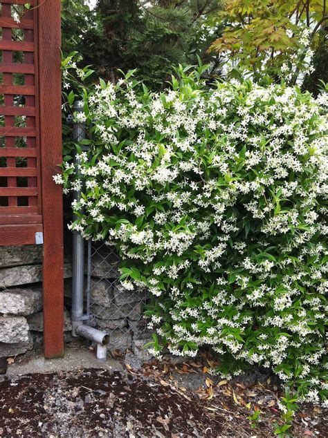 10 White Jasmine Vine Rooted Cuttings Highly Fragrant Plant Etsy