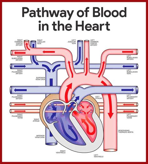 Cardiovascular System Anatomy And Physiology Study Guide For Nurses