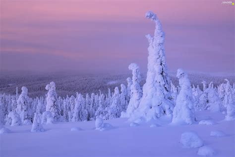 Trees Winter Plants Finland Viewes Snow For Phone Wallpapers