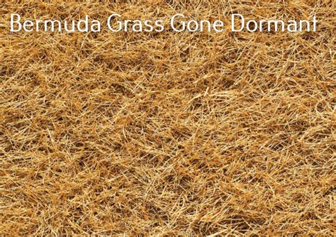 When Does Bermuda Grass Go Dormant For How Long Lawnsbesty