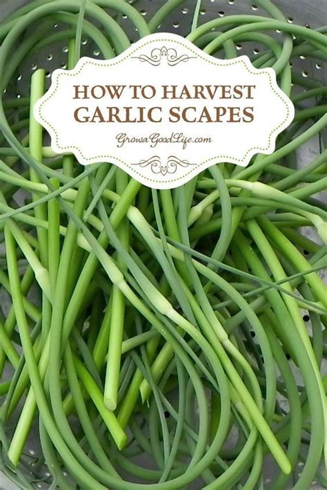 How To Harvest Garlic Scapes Garlic Scapes Harvesting Garlic