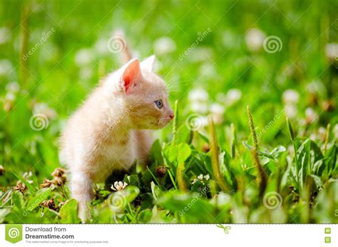 Cute Little Kitten Stock Photo Image Of Color Grass 71828456