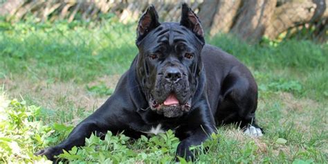 Seven Special Tips For Taking Care Of Cane Corso Puppies