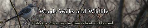 Woods Walks And Wildlife July 2012