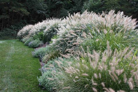 How To Select Ornamental Foliage For Privacy Screens